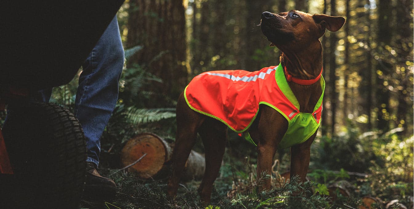 Dog wearing the Lumenglow Vest in the forest