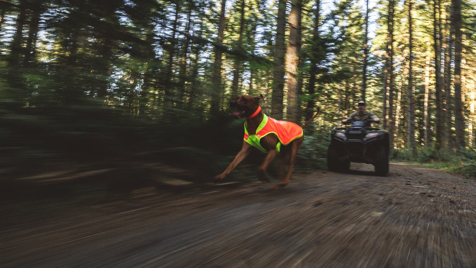 Dog wearing a Lumenglow vest while running beside an ATV